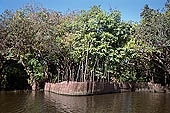 Tonle Sap - Kampong Phluk - Flooded mangrove forest 